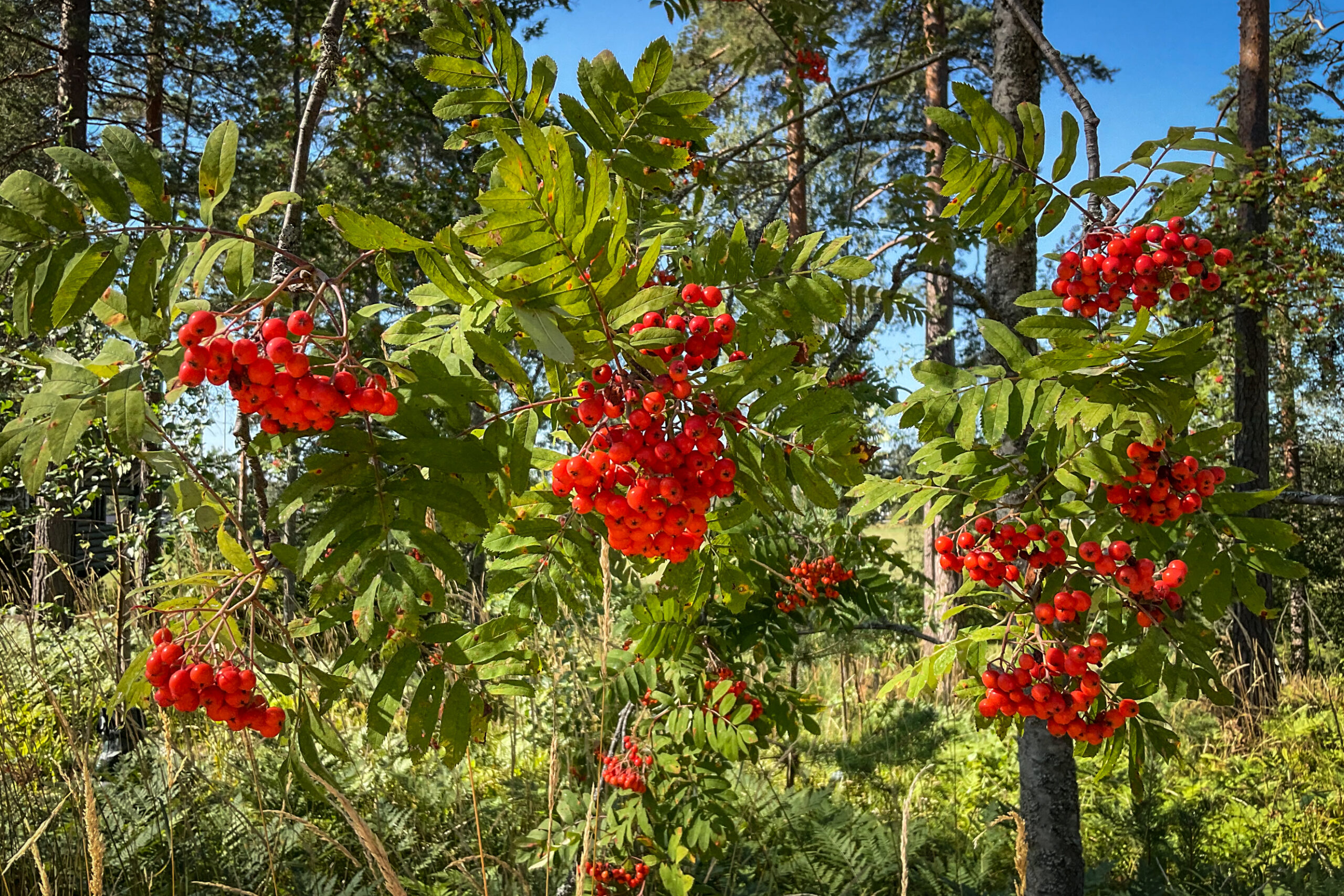 Pihlajanmarjasatoa Vahvike