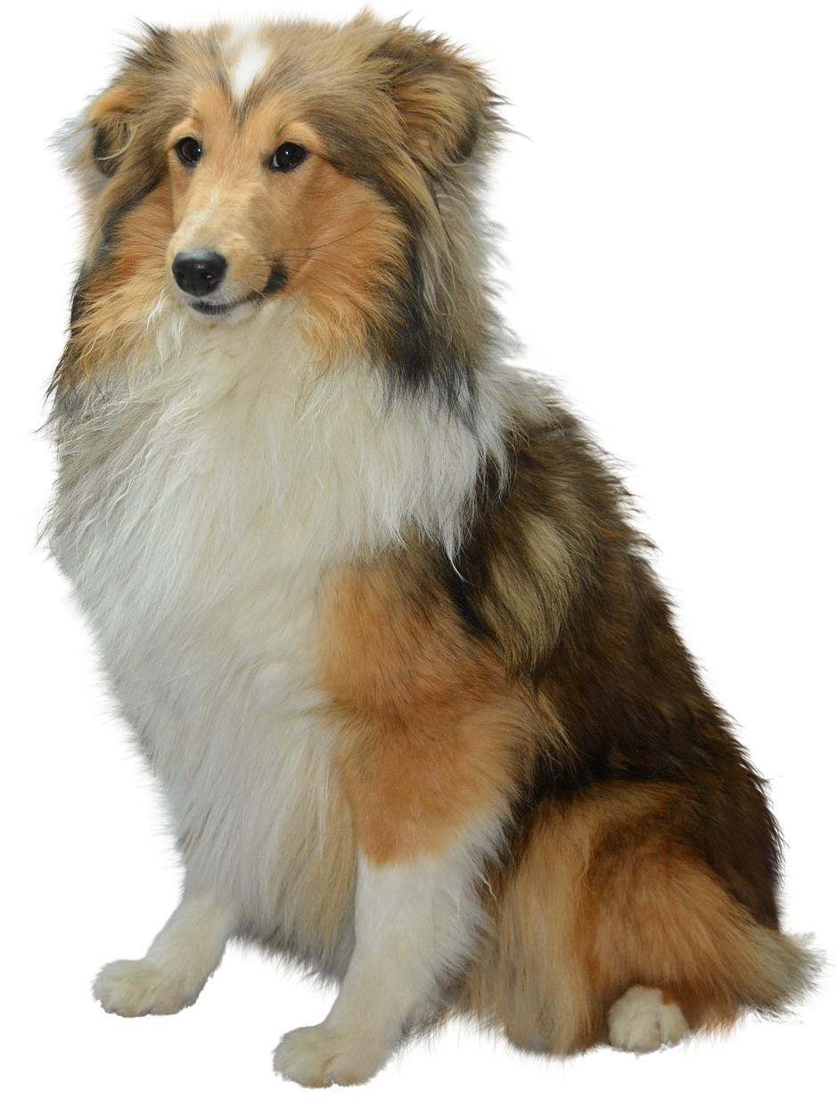 Collie