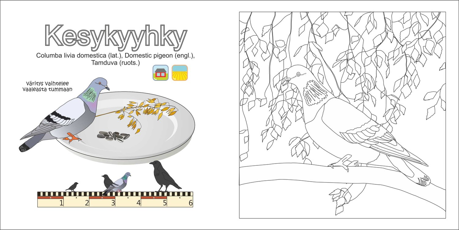 väritettävä kesykyyhky.