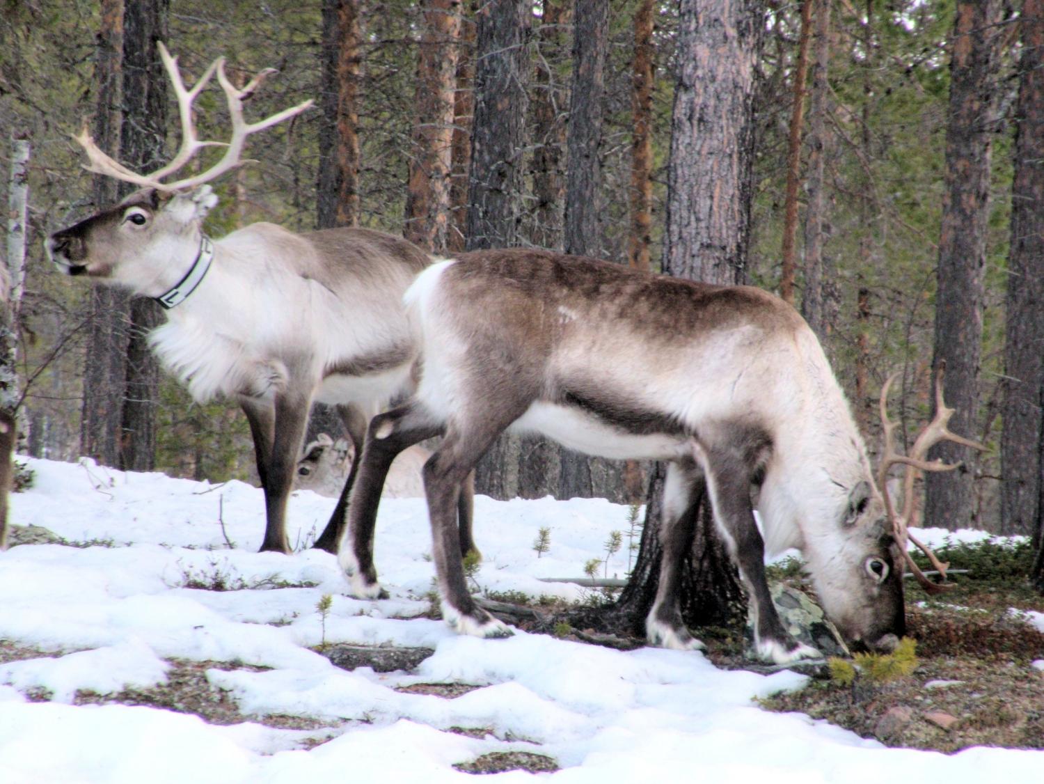 Kaksi poroa metsässä, vähän lunta