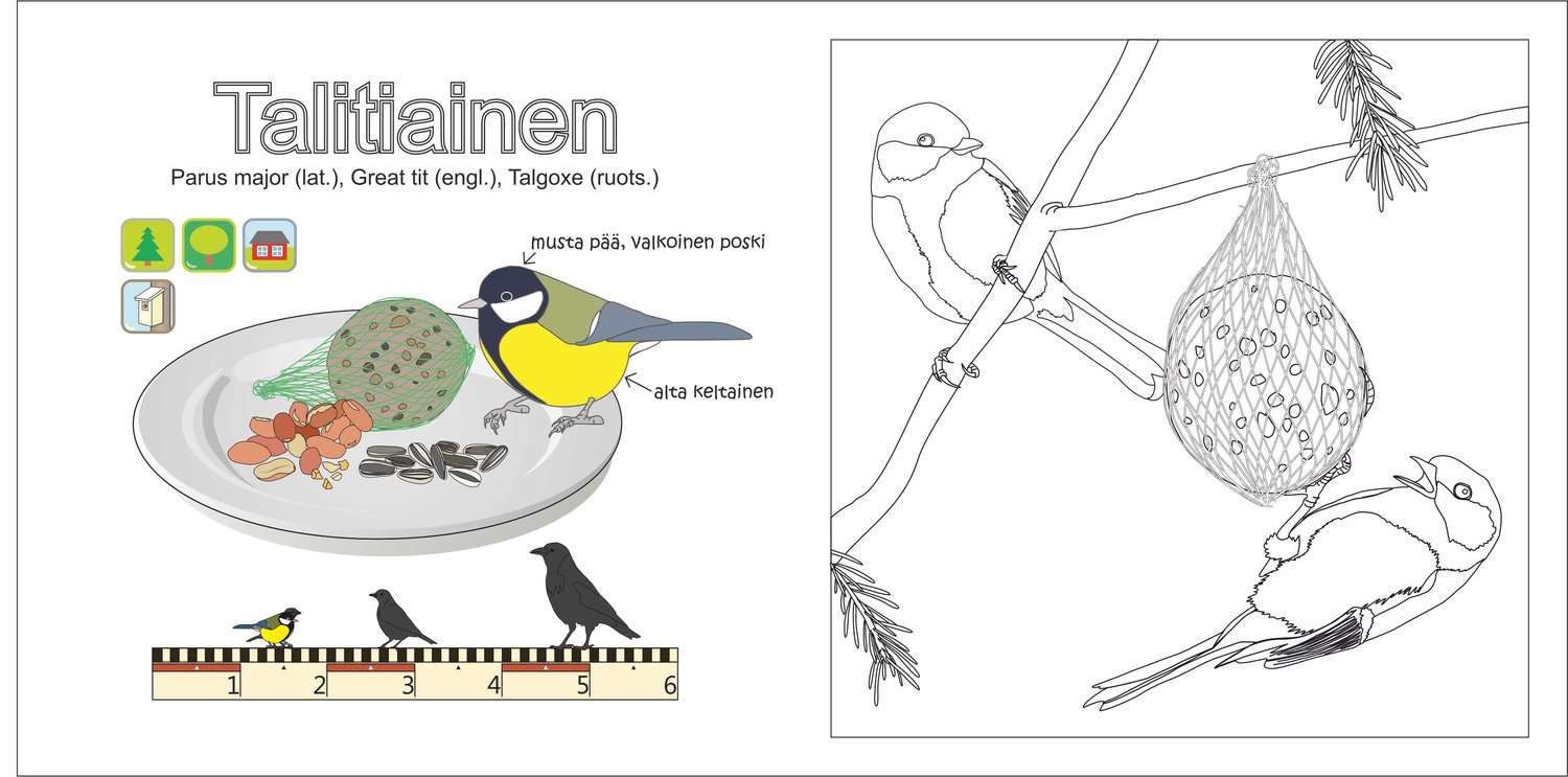 väritettävä talitiainen.